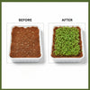 Re-Coco Sprout : Microgreen Sheets