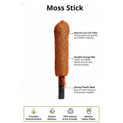 Re-Coco Trunk - Rise Moss Stick