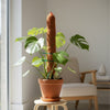 Re-Coco Trunk - Rise Moss Stick