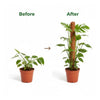 Re-Coco Trunk - Growth Moss Stick
