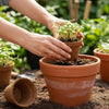 Re-coco : Seedling Cup