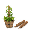 Re-Coco Trunk - Rooted Extendable Moss Stick