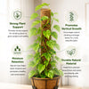 Re-Coco Trunk - Rooted Extendable Moss Stick