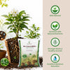 Re-Coco Mitti+ : Compost & Essential Pot Mix