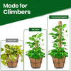 Re-Coco Trunk - Rooted Extendable Moss Stick