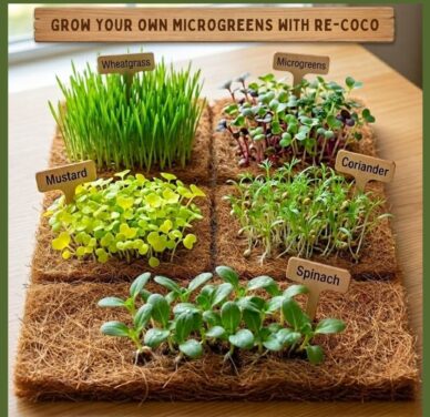 Re-Coco Sprout – Microgreen Mat