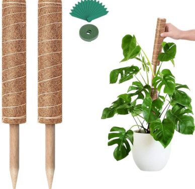 Re-Coco Trunk – Rise